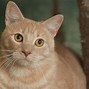 Image result for Tabby Cat Kitten