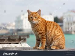 Image result for Dappled Red Cat