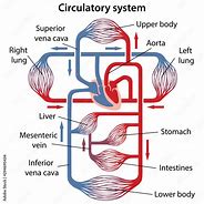 Image result for Circulatory System Labeled