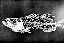 Image result for Black Spiny Fish