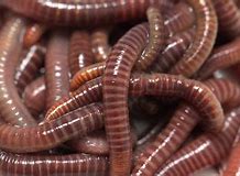 Image result for Small Worm Images