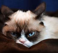 Image result for Hello Kitty Grumpy Cat