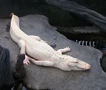 Image result for Alligator