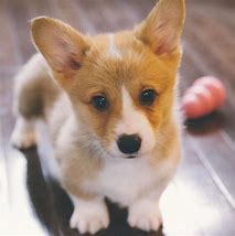 Image result for Adorable Corgi