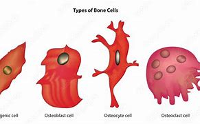 Image result for Bone Making Cells