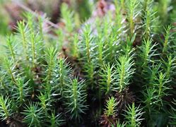 Image result for Moss Ireland