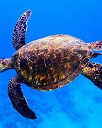 Image result for Yay Turtle