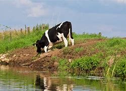 Image result for Cattle Herd