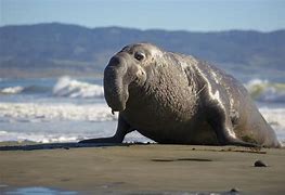 Image result for Male Elephant Seal