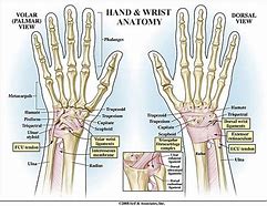 Image result for Dorsal Aspect Hand