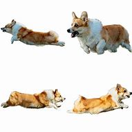 Image result for Corgi Puppies Running