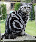 Image result for Black and Grey Tabby Cat