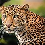 Image result for Sinai Leopard