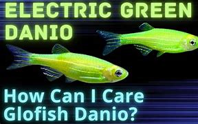 Image result for Danios Fiah