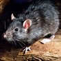 Image result for Mause Vs. Rat