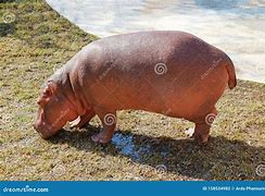 Image result for Monster Hippo