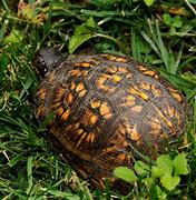 Image result for Baby Box Turtle Habitat