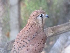 Image result for Lesser Kestrel