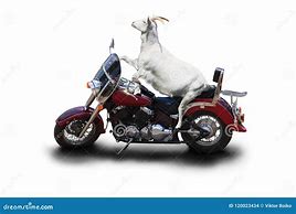 Image result for Goat On Motorcycle