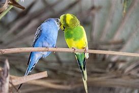 Image result for Budgie Playground