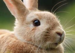 Image result for Bunny Eyes