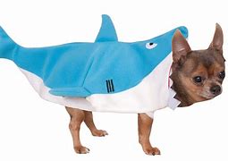 Image result for Shark Teddy