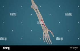 Image result for Extensor Pollicis Brevis