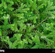 Image result for Scale On Evergreens