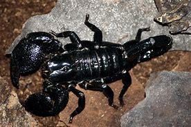 Image result for Arthropoda Insecta