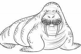 Image result for Walrus Doodle