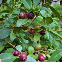 Image result for Growing Strawberry Guava