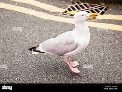 Image result for Red Spot On Seagull Beak