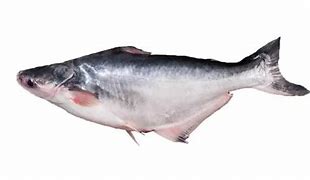 Image result for Ampo Fish