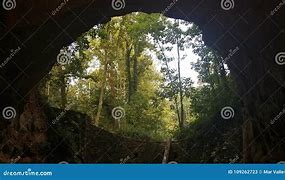 Image result for Inside Cave Forest