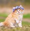 Image result for Spring Cat Screensavers