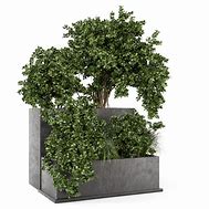 Image result for Outdoor Boxit Plant