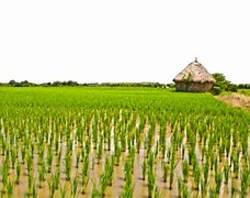 Image result for Rice Field Victor PNG