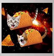 Image result for Space Cat and Taco Meme