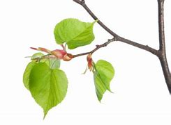 Image result for Lime Tree PNG