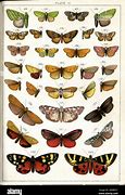 Image result for 9 Butterflies