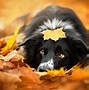 Image result for Thanksgiving Puppy Banner