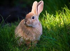 Image result for Summer Vacation Concept Cool Rabbit