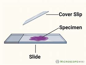 Image result for Algae Microscope Slides