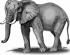 Image result for Free Png Elephant Clip Art