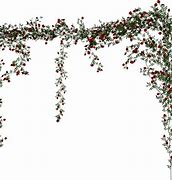 Image result for Rose Vine Background