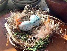 Image result for Guardian Finch Nest