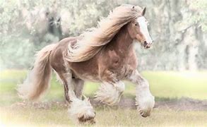 Image result for Most Beautiful Gypsy Horse