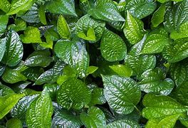 Image result for Piper Betel Plant