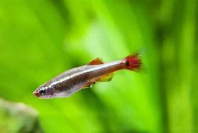 Image result for Munu Fish