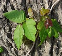 Image result for Poison Ivy Boots